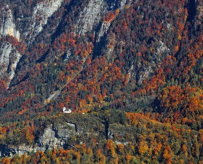 白天有棕色和绿色的树
